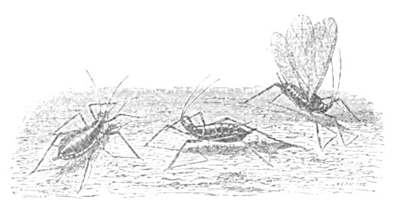 Doktór Muchołapski p056