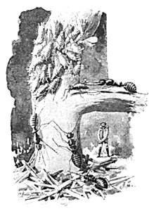 Doktór Muchołapski p113