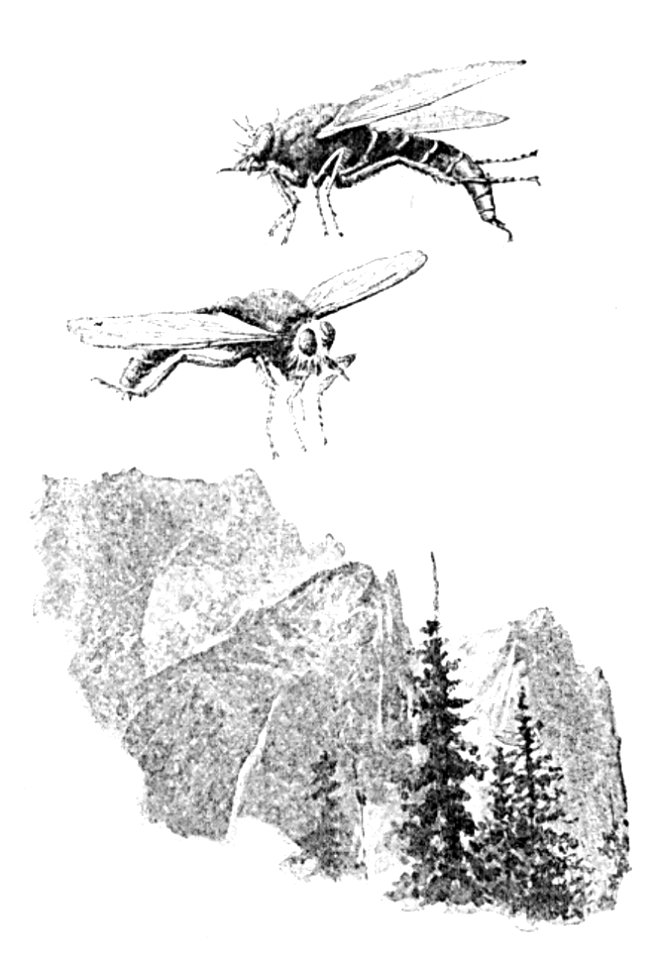 Doktór Muchołapski p156