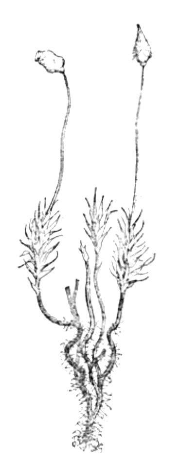 Doktór Muchołapski p194