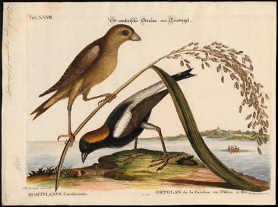 Dolichonyx oryzivora - 1700-1880 - Print - Iconographia Zoologica - Special Collections University of Amsterdam - UBA01 IZ15800287