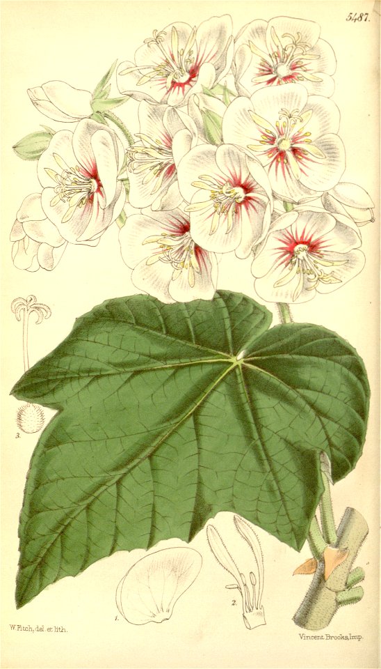 Dombeya burgessiae Bot. Mag. 91. 5487. 1865