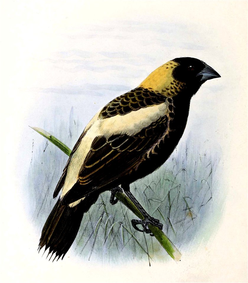 Dolichonyx oryzivorus 1876