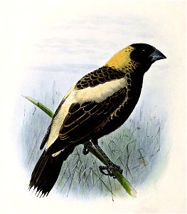 Dolichonyx oryzivorus 1876