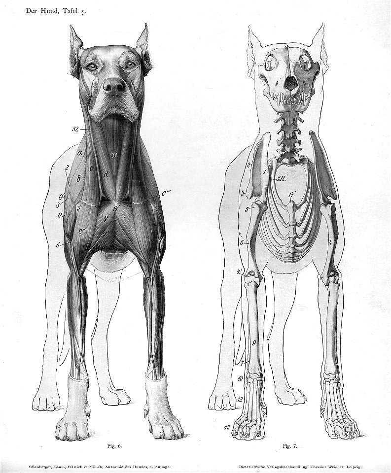 Dog anatomy anterior view