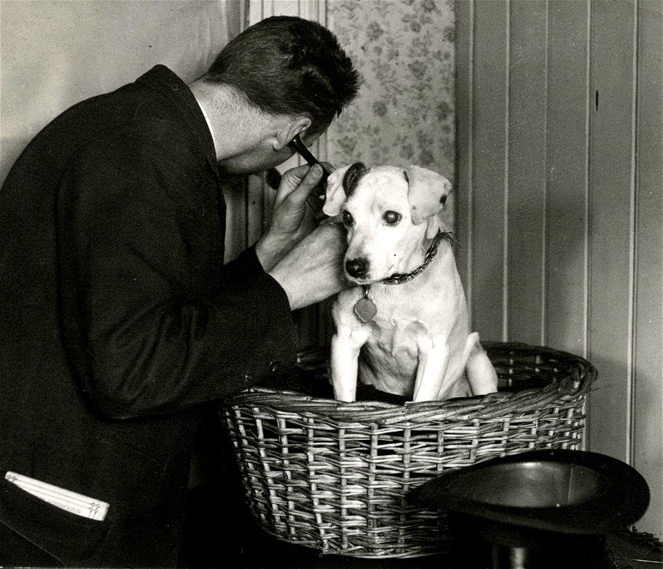 Dog pulmonology 1913
