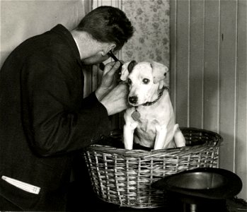 Dog pulmonology 1913