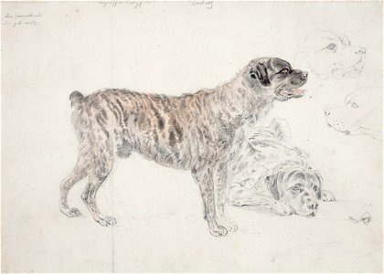 Dog studies - anon - Circa 1840 - ref Anon-98160. Free illustration for personal and commercial use.