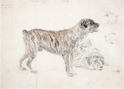 Dog studies - anon - Circa 1840 - ref Anon-98160