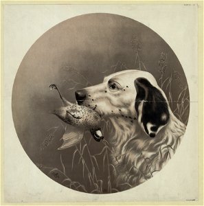 Dog with bird in mouth LCCN2004669667