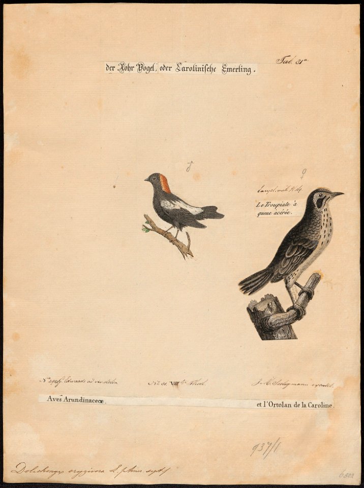 Dolichonyx oryzivora - 1700-1880 - Print - Iconographia Zoologica - Special Collections University of Amsterdam - UBA01 IZ15800289