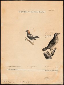 Dolichonyx oryzivora - 1700-1880 - Print - Iconographia Zoologica - Special Collections University of Amsterdam - UBA01 IZ15800289