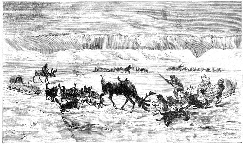 DOG-TEAMS AND REINDEER