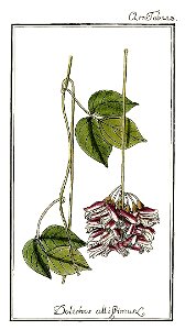 Dolichos altissimus Jacquin amerikanische Gewächse 3 1785-89
