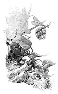 Doktór Muchołapski p149