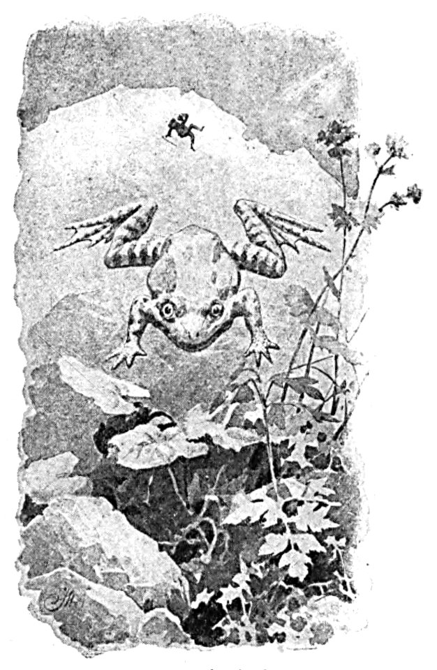 Doktór Muchołapski p217