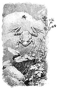 Doktór Muchołapski p217