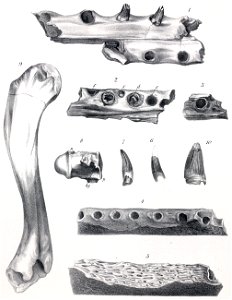 Dollosuchus dixoni
