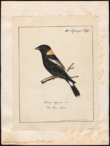Dolichonyx oryzivora - 1700-1880 - Print - Iconographia Zoologica - Special Collections University of Amsterdam - UBA01 IZ15800291