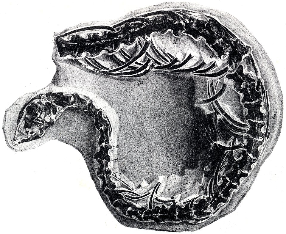 Dolichosaurus