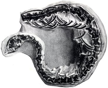 Dolichosaurus