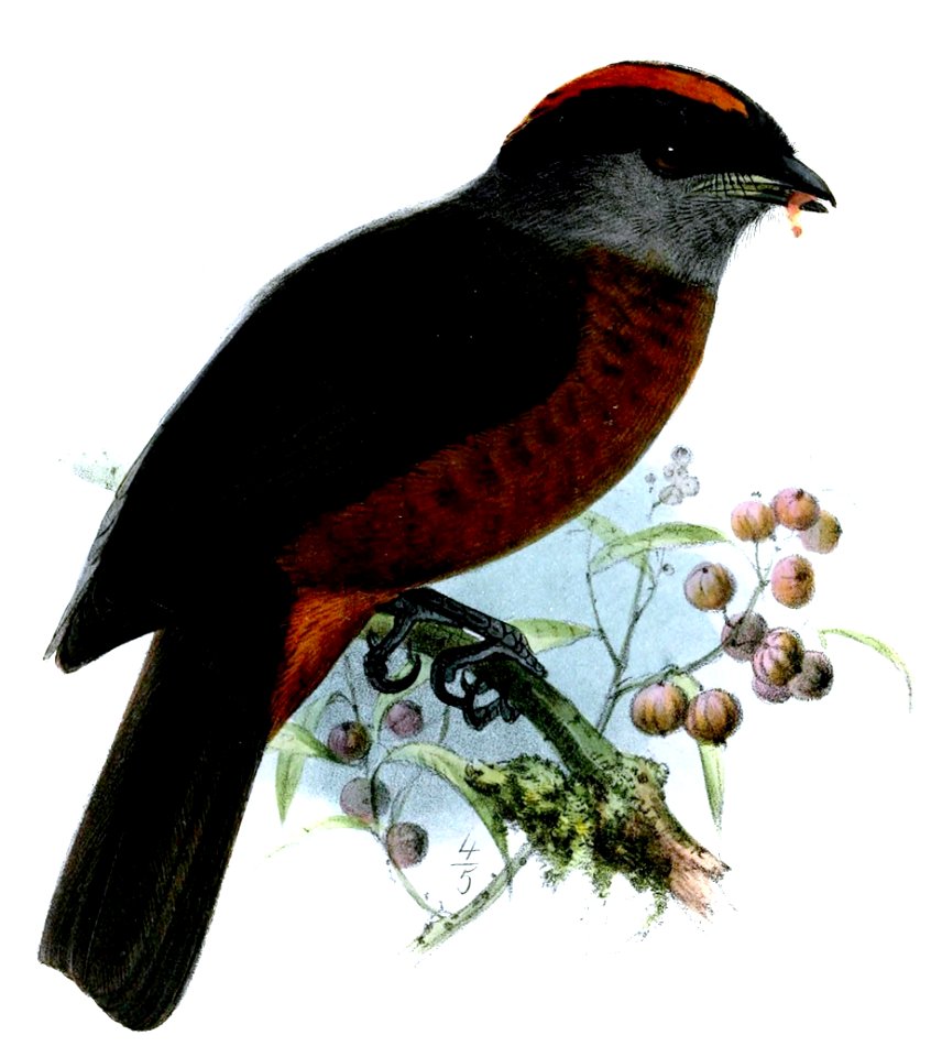 DolyornisSclateriKeulemans (cropped)