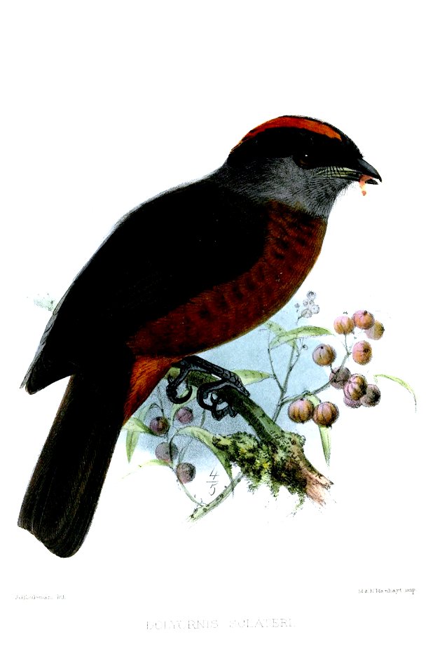 DolyornisSclateriKeulemans