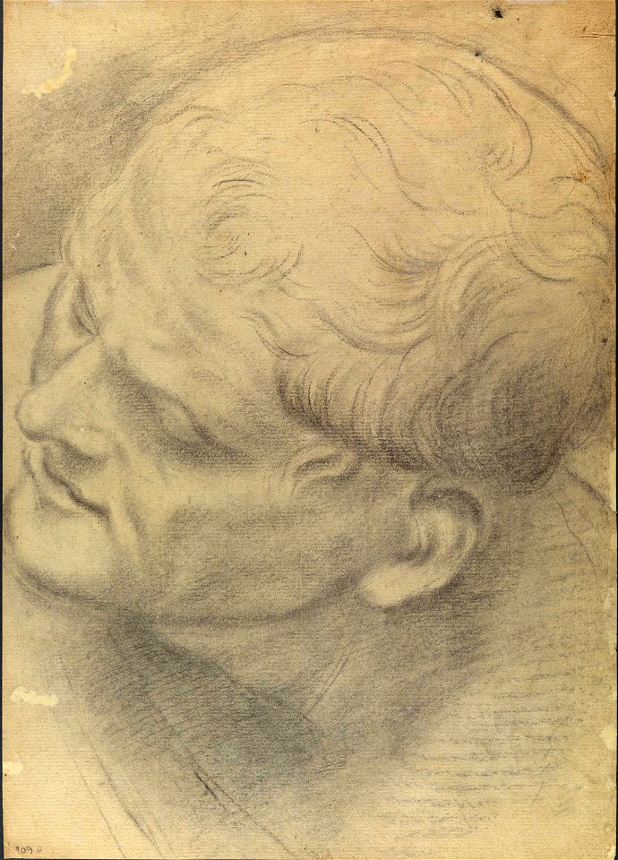 Domenico Maria Canuti - Estudo de cabeça masculina vista de cima