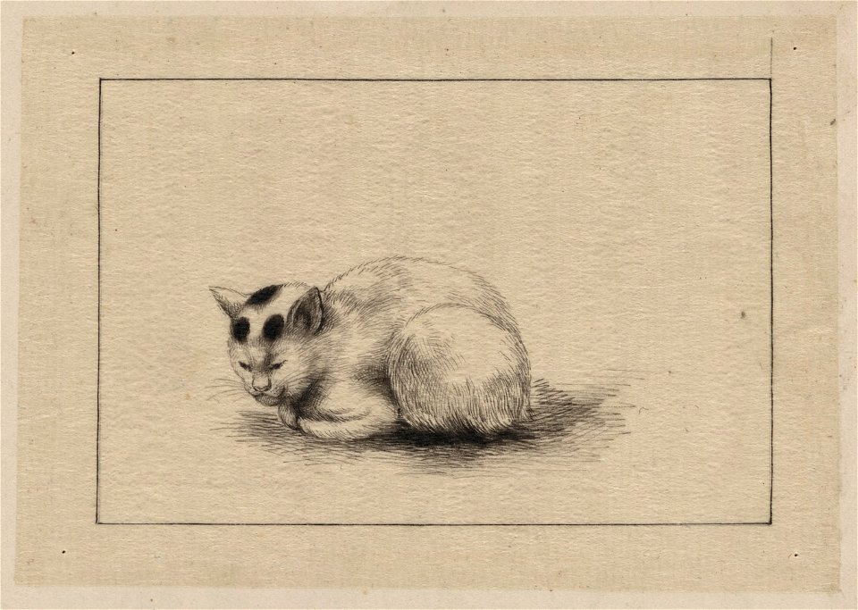 Domestic cat LCCN2009630118