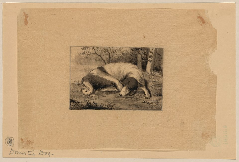 Domestic dog LCCN2009630100