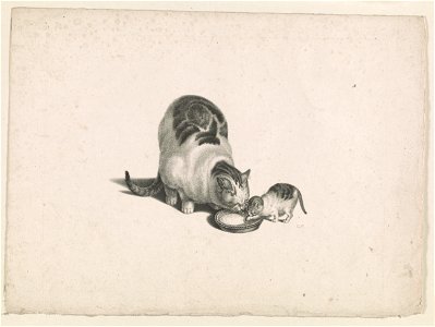 Domestic cat and kitten drinking milk from a saucer) - CF LCCN2012645540