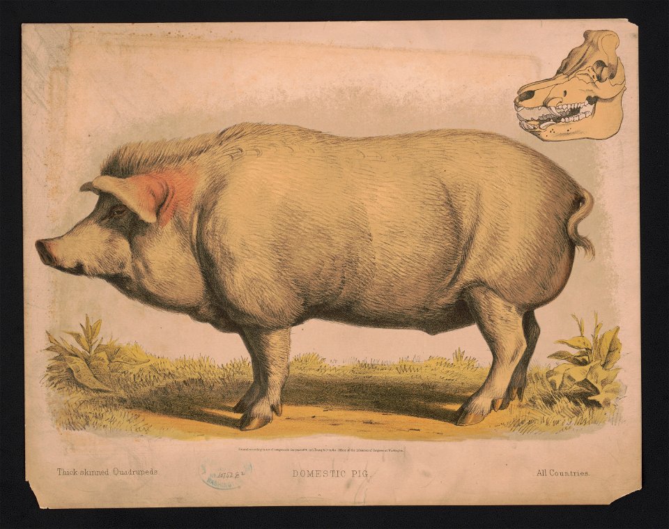 Domestic pig LCCN2017660728