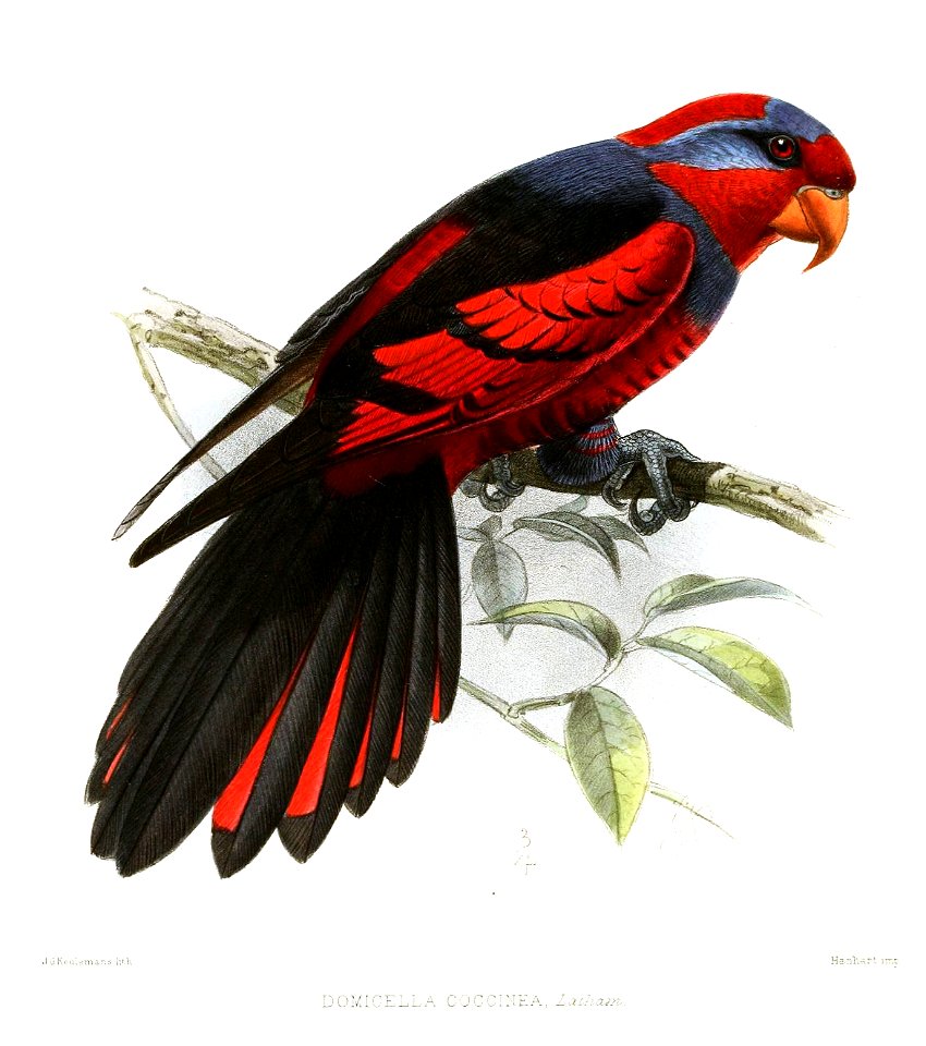 DomicellaCoccineaKeulemans