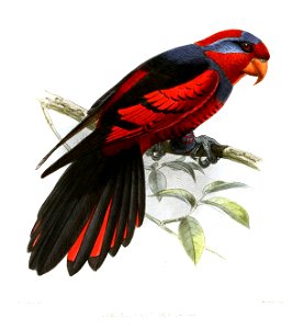 DomicellaCoccineaKeulemans