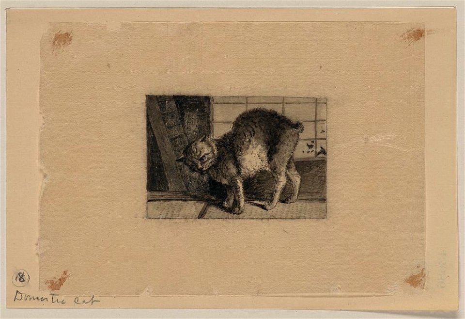 Domestic cat LCCN2009630098