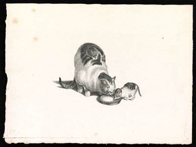 Domestic cat and kitten drinking milk from a saucer LCCN2012645544