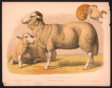 Domestic sheep LCCN2017660727. Free illustration for personal and commercial use.