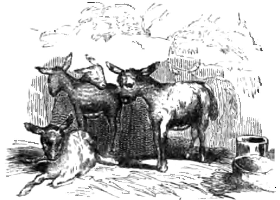 Don Chisciotte (Gamba-Ambrosoli) Vol.1-0232