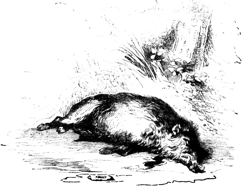 Don Chisciotte (Gamba-Ambrosoli) Vol.2-0332