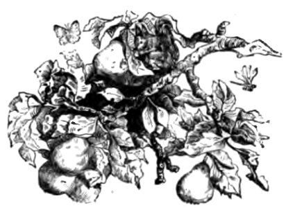 Don Chisciotte (Gamba-Ambrosoli) Vol.1-0496