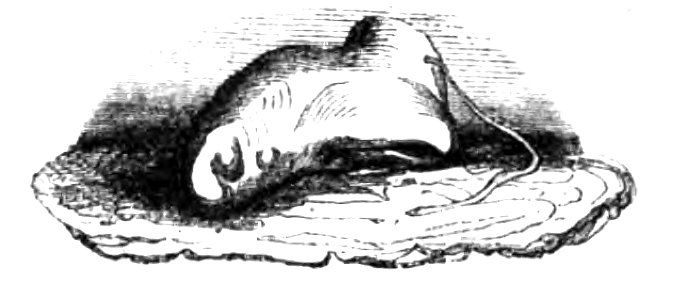Don Chisciotte (Gamba-Ambrosoli) Vol.2-0141