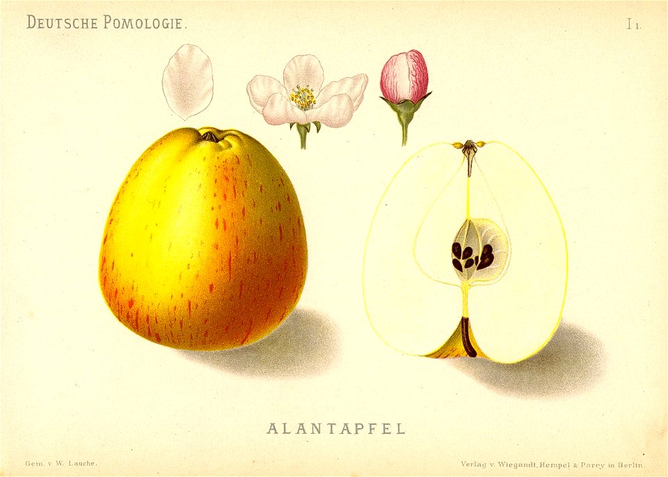 Deutsche Pomologie - Aepfel - 001