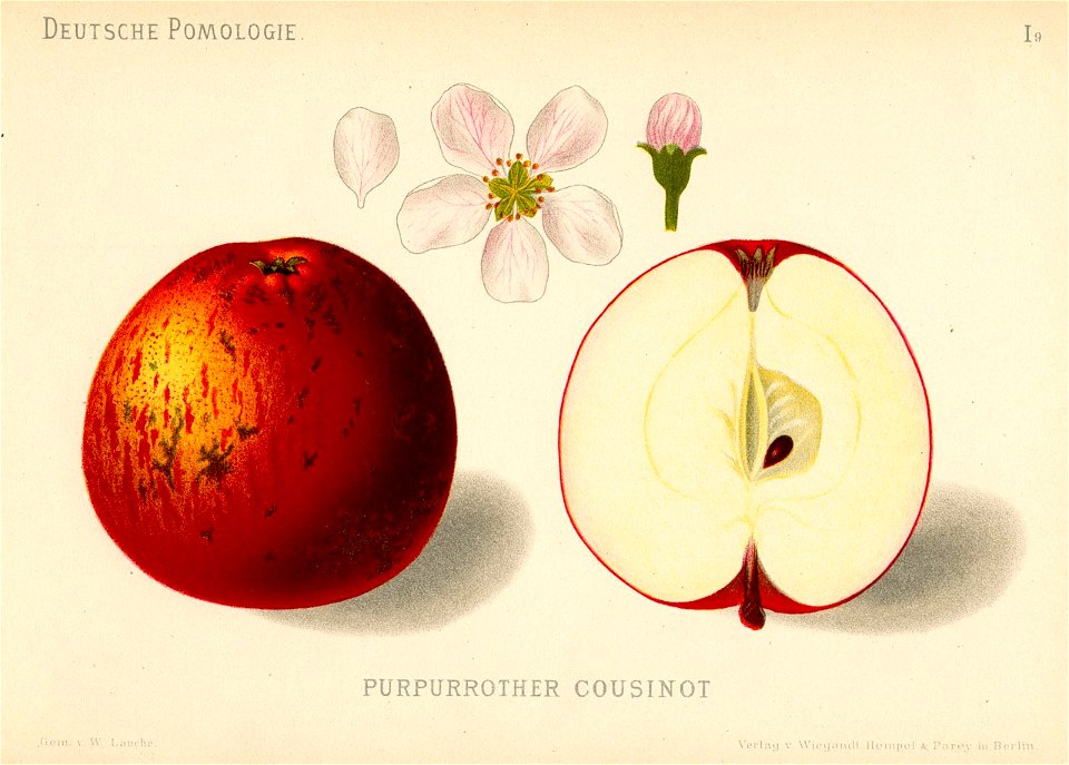 Deutsche Pomologie - Aepfel - 009
