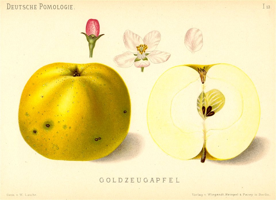 Deutsche Pomologie - Aepfel - 013