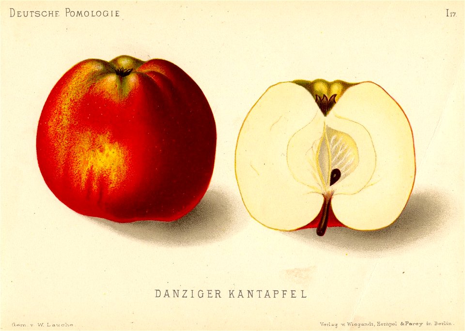 Deutsche Pomologie - Aepfel - 017
