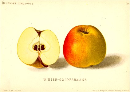 Deutsche Pomologie - Aepfel - 021