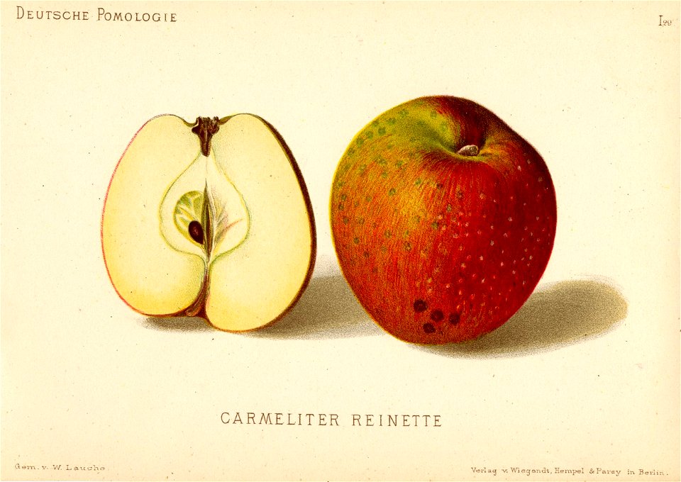 Deutsche Pomologie - Aepfel - 029