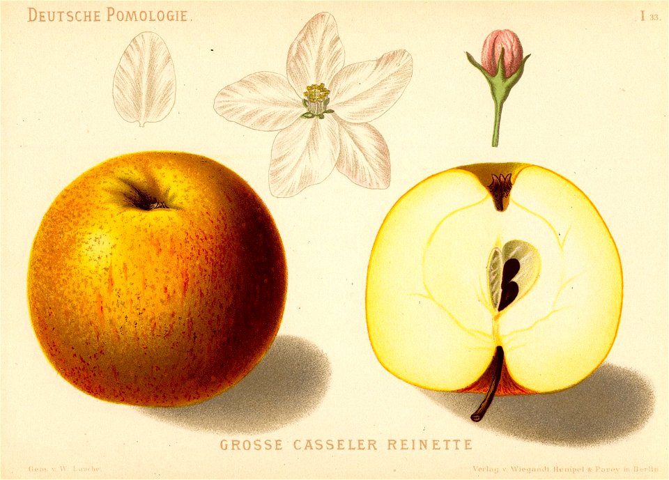 Deutsche Pomologie - Aepfel - 033