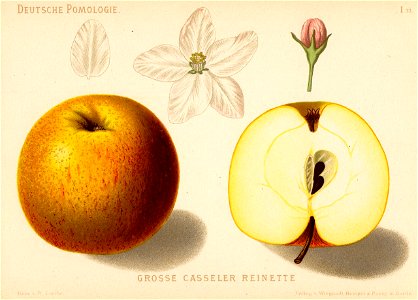 Deutsche Pomologie - Aepfel - 033
