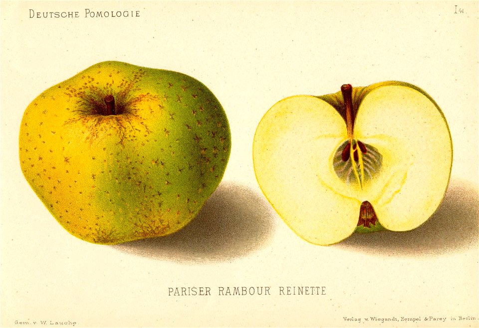 Deutsche Pomologie - Aepfel - 041